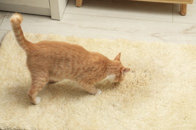 Photo of Cute cat sniffing wet spot on beige carpet at home