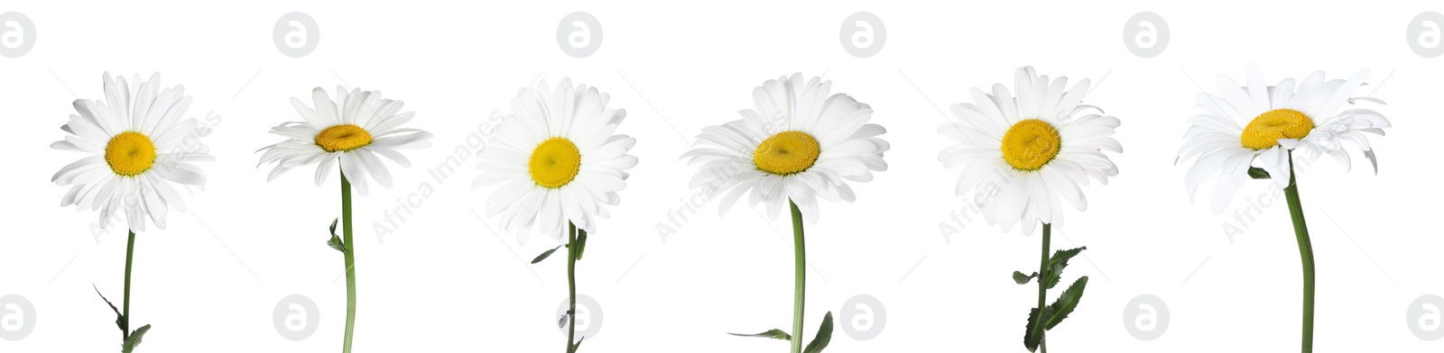 Image of Set of beautiful chamomile flowers on white background. Banner design