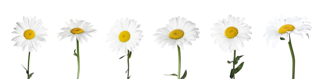 Image of Set of beautiful chamomile flowers on white background. Banner design