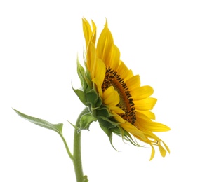 Photo of Beautiful bright blooming sunflower isolated on white