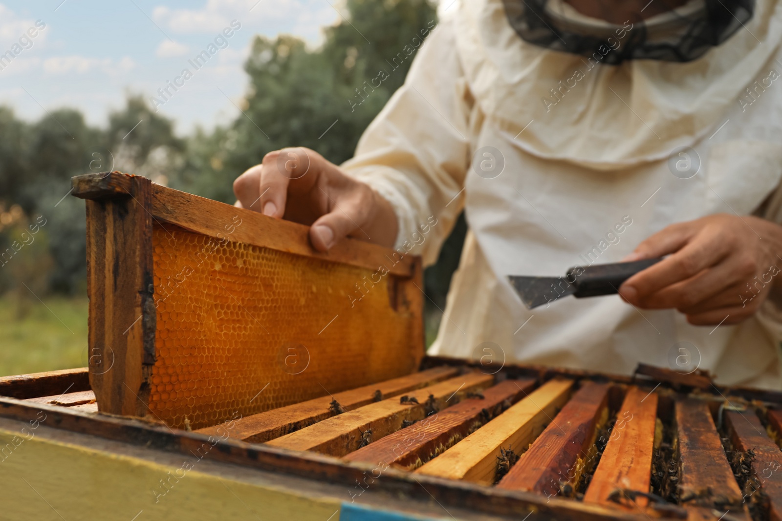 Photo of Beekeeper in uniform taking honey frame from hive at apiary, closeup