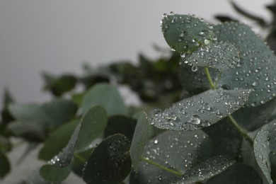 Photo of Fresh eucalyptus leaves with dew drops, closeup. Space for text