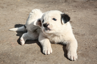 Photo of White stray puppy outdoors on sunny day. Baby animal