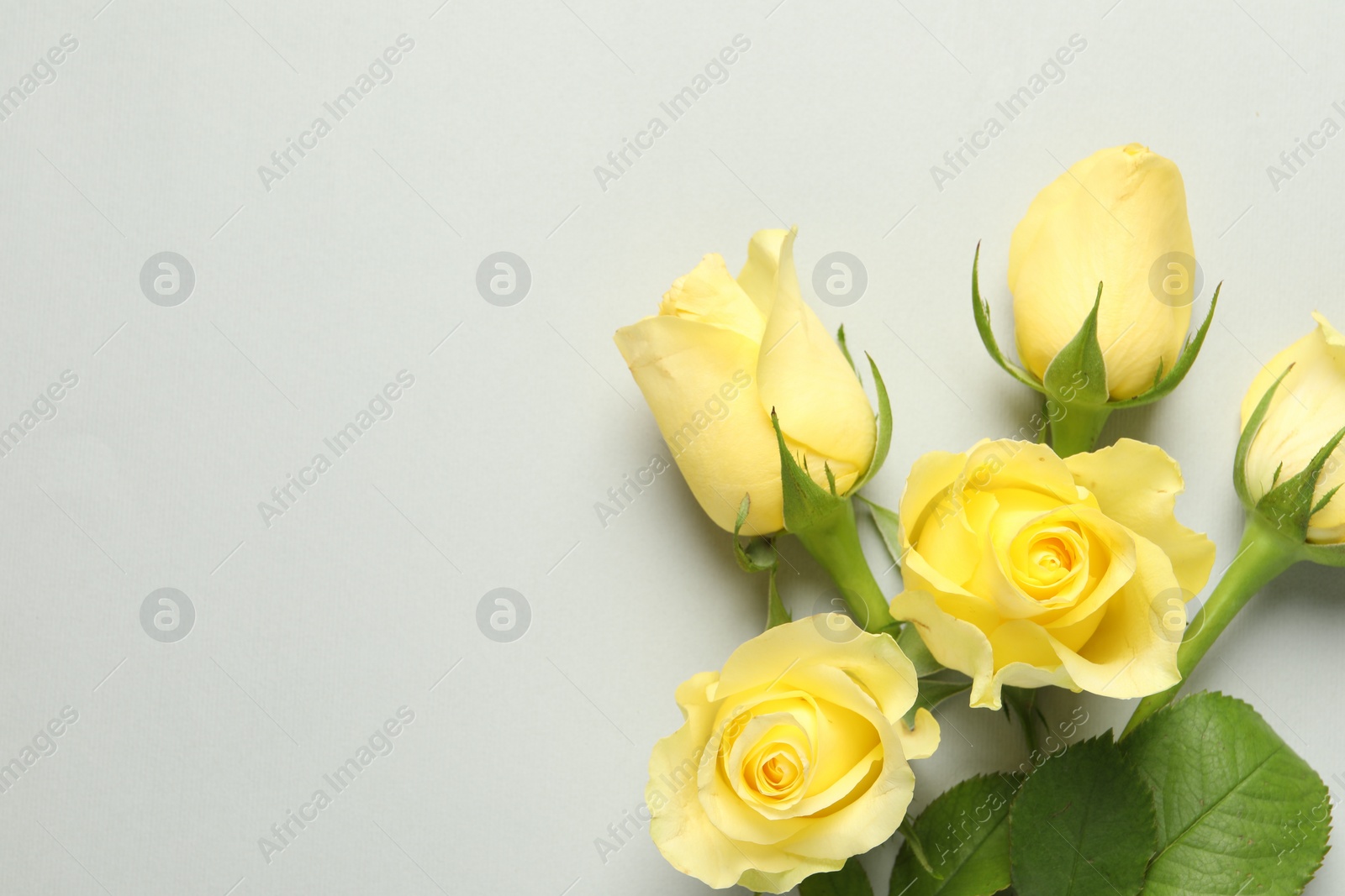 Photo of Beautiful yellow roses on light grey background, flat lay. Space for text
