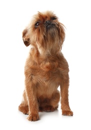 Photo of Studio portrait of funny Brussels Griffon dog on white background