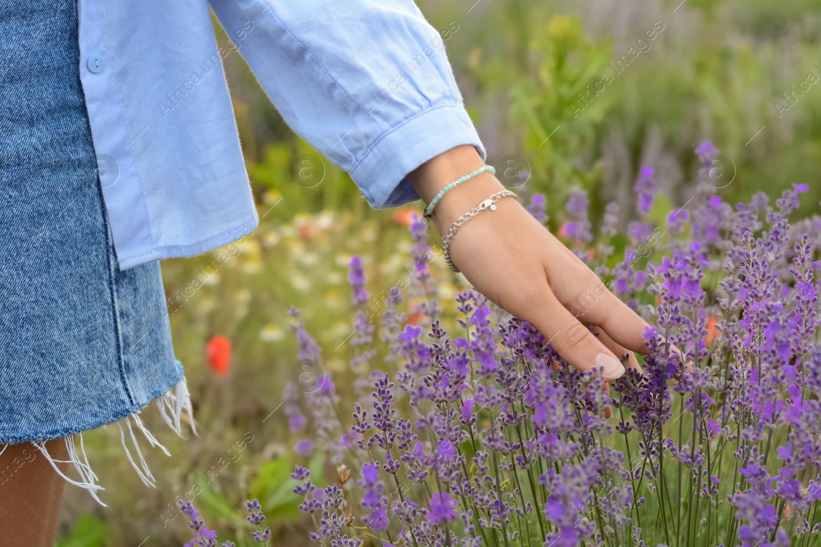 Photo of Woman in lavender field on summer day, closeup