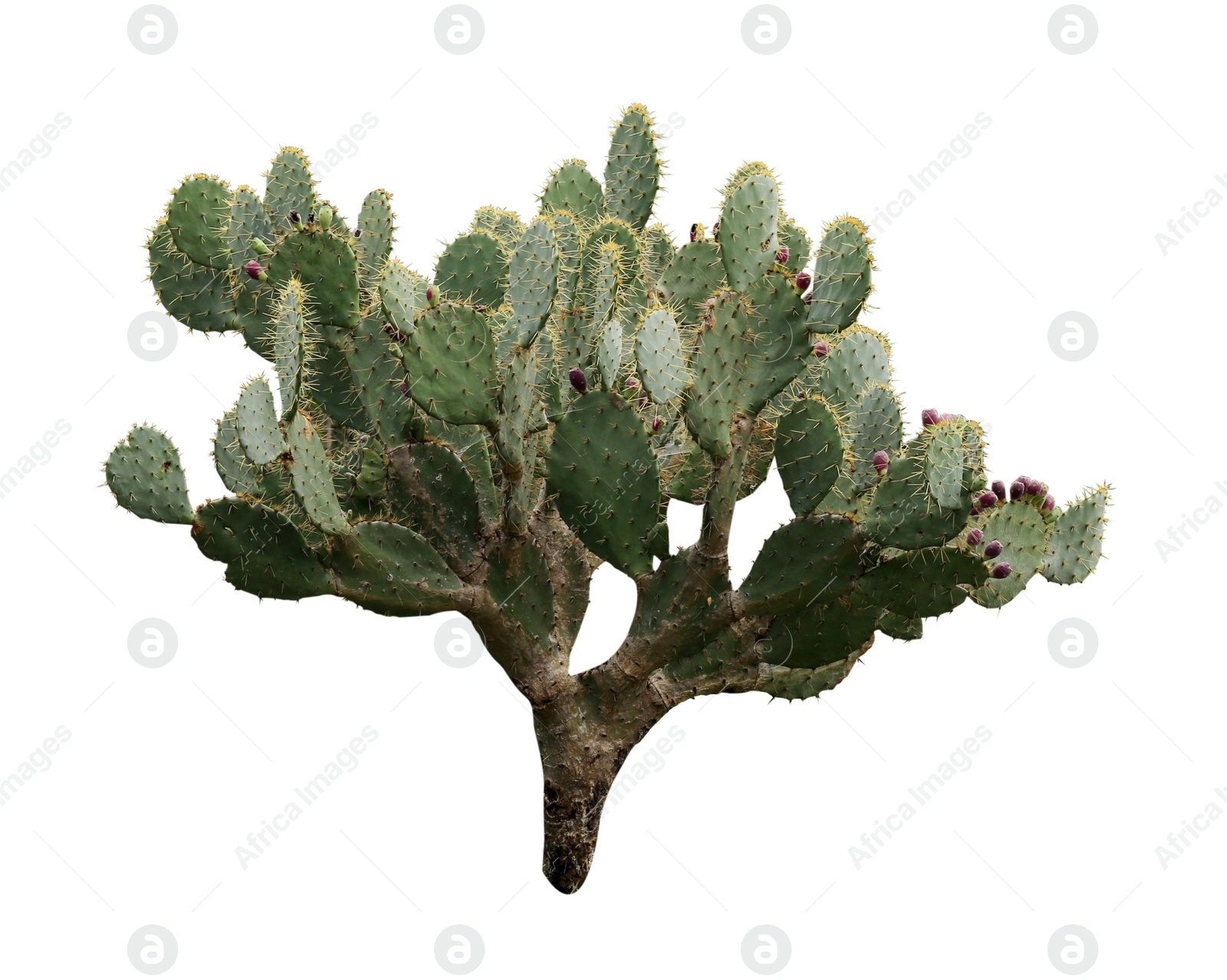 Image of Beautiful green prickly pear cactus on white background
