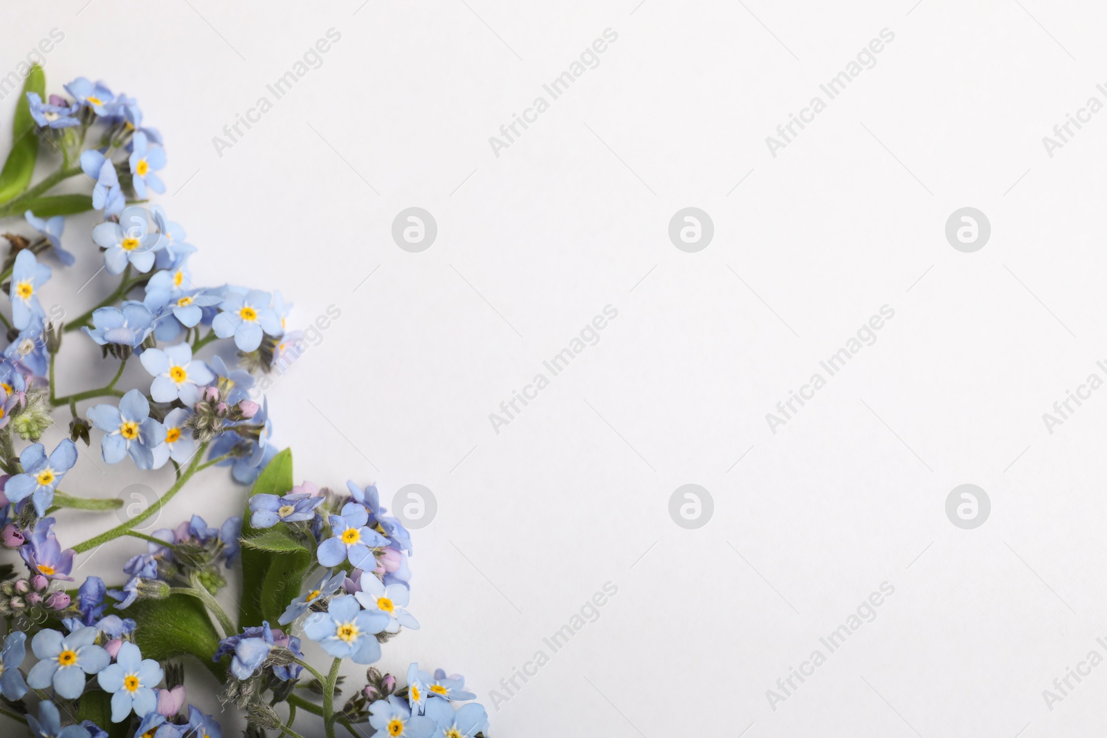 Photo of Beautiful forget-me-not flowers on white background, flat lay. Space for text