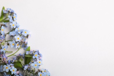 Beautiful forget-me-not flowers on white background, flat lay. Space for text