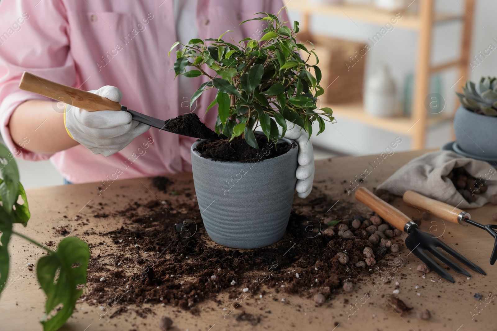 Photo of Woman planting beautiful houseplant at table indoors, closeup