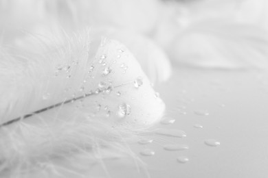 Photo of Beautiful fluffy bird feathers with water drops on white background, closeup. Space for text