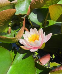Photo of Gorgeous blooming water lily in pond on sunny day