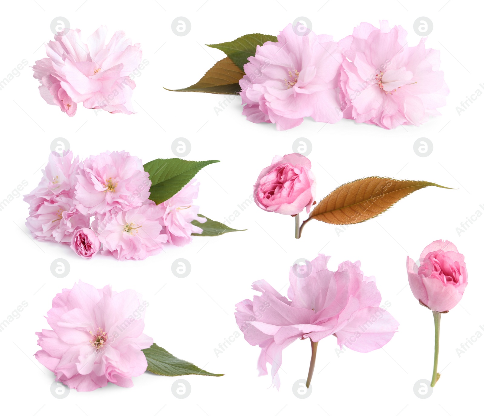 Image of Set of beautiful sakura blossoms on white background. Spring season