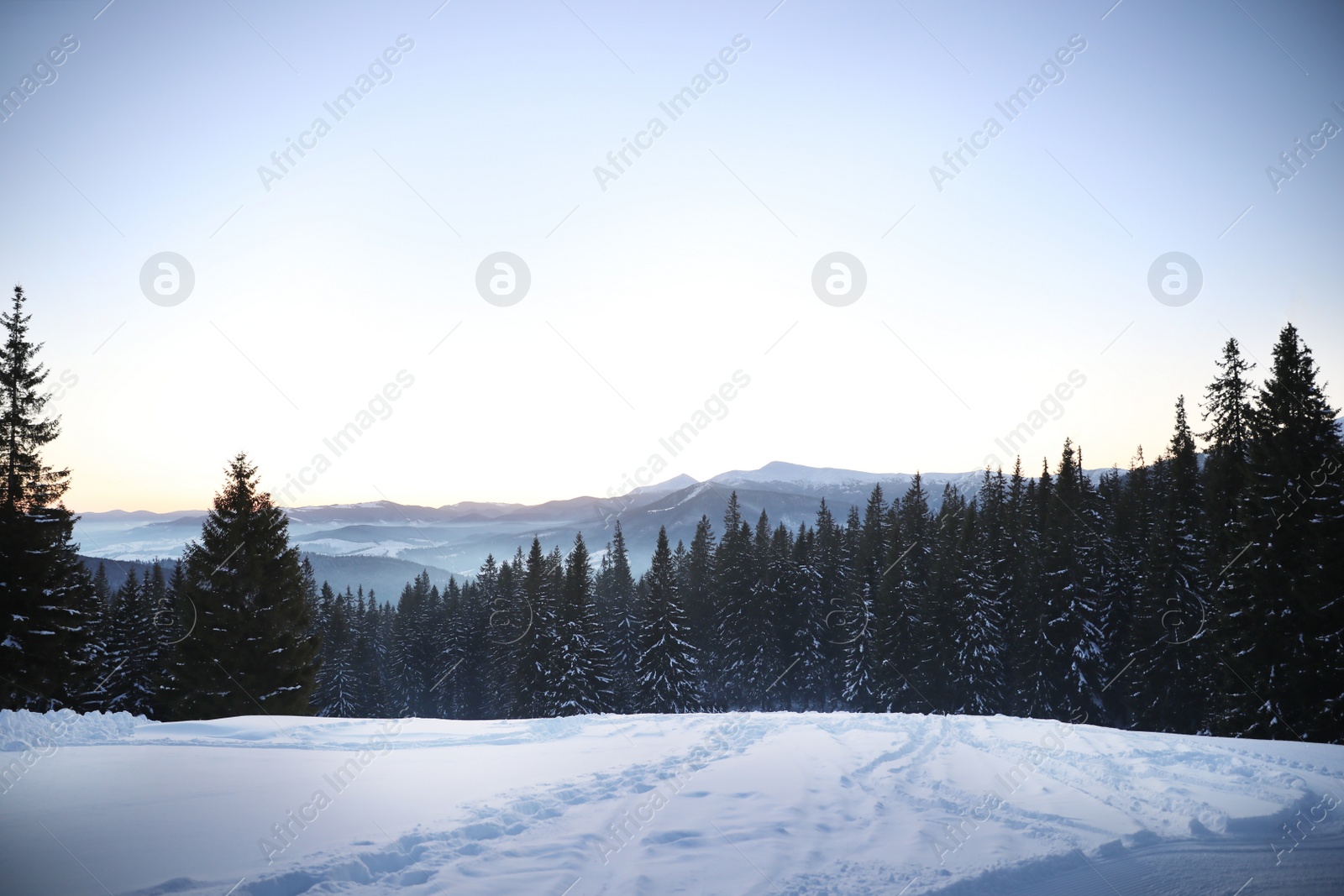 Photo of Picturesque view of conifer forest covered with snow on winter day