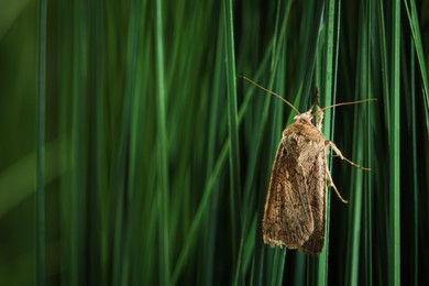 Photo of Paradrina clavipalpis moth on green grass outdoors, space for text