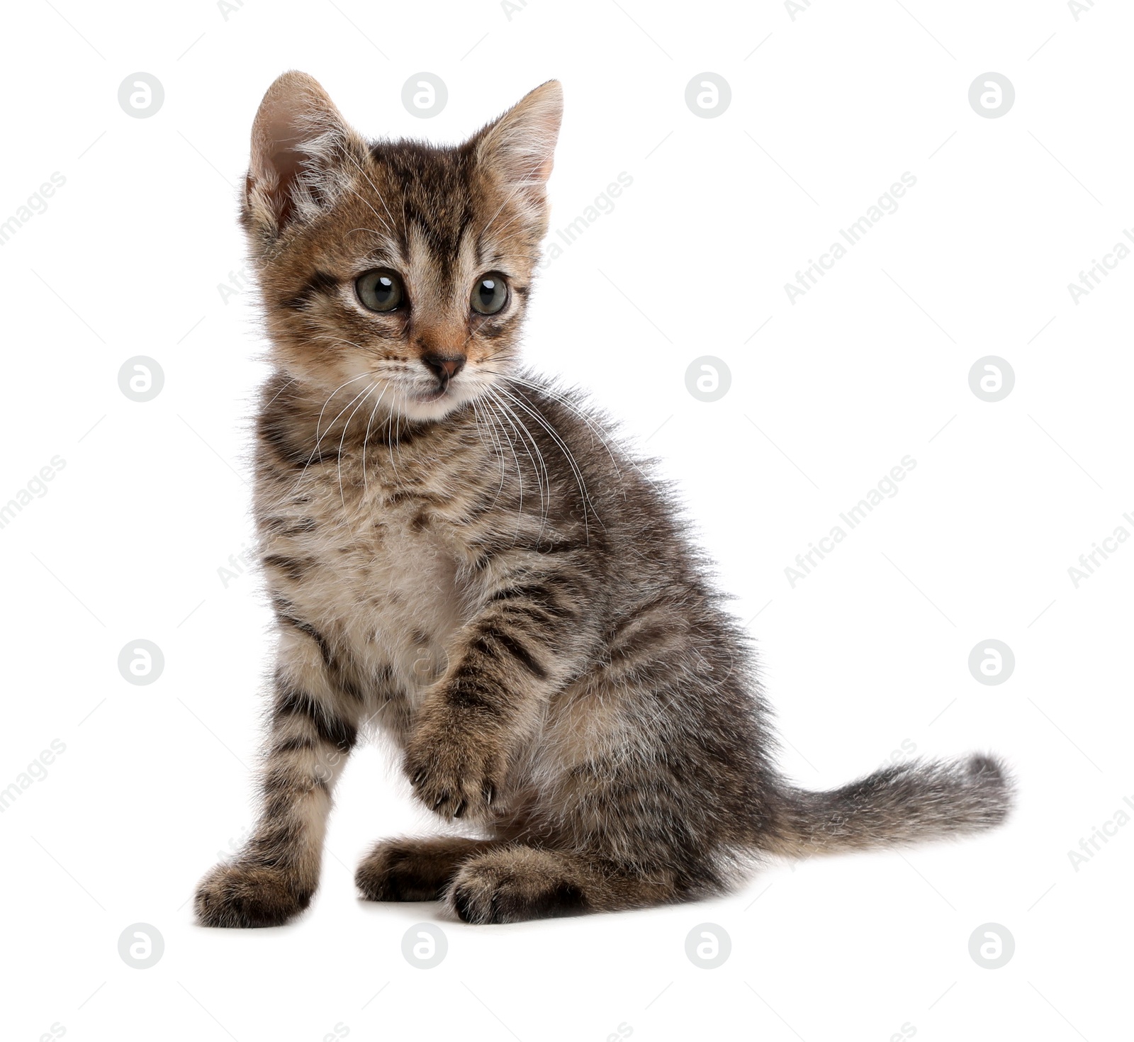 Photo of Cute little kitten sitting on white background