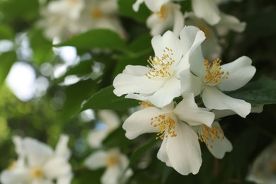 Photo of Beautiful blooming white jasmine shrub outdoors, closeup. Space for text