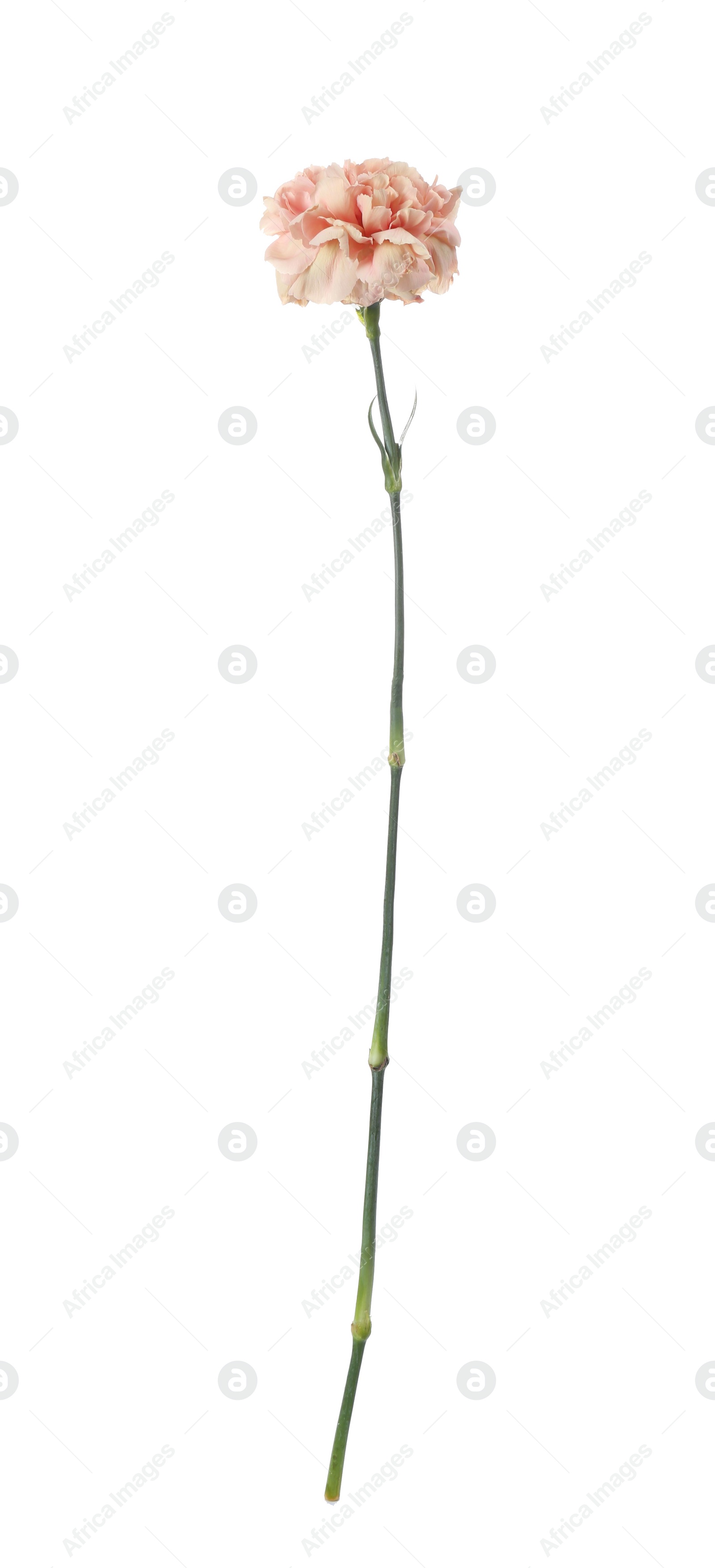 Photo of Beautiful fresh carnation flower on white background