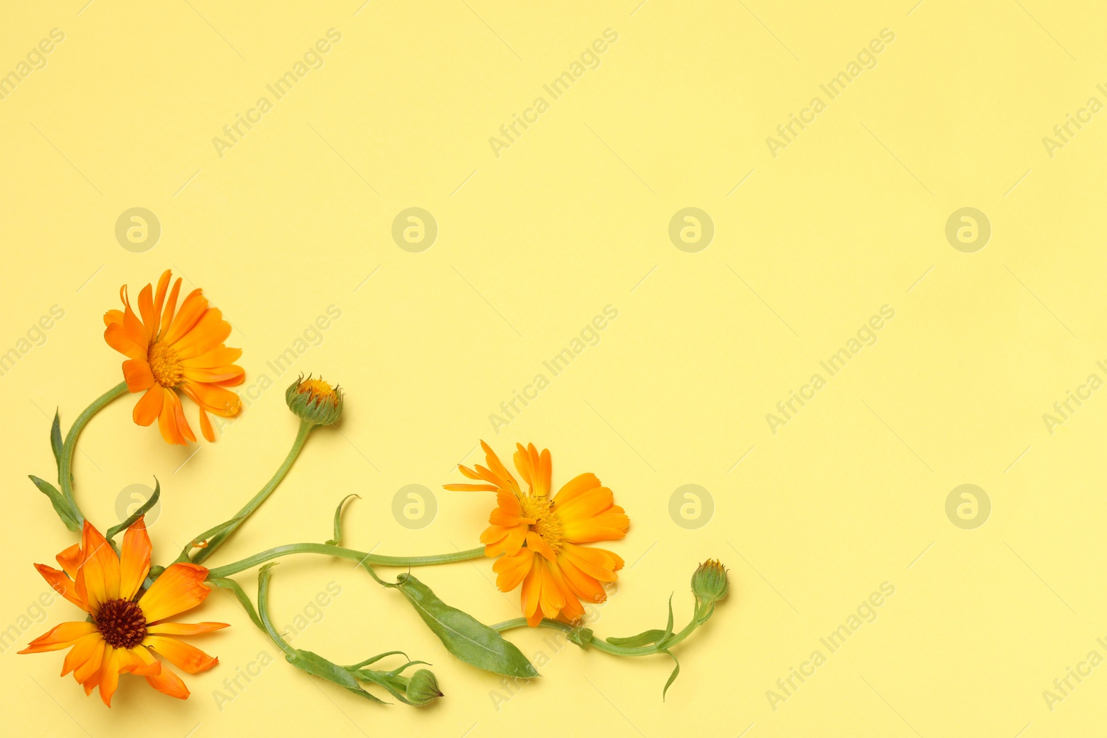 Photo of Beautiful fresh calendula flowers on yellow background, top view. Space for text