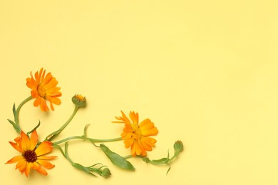 Beautiful fresh calendula flowers on yellow background, top view. Space for text