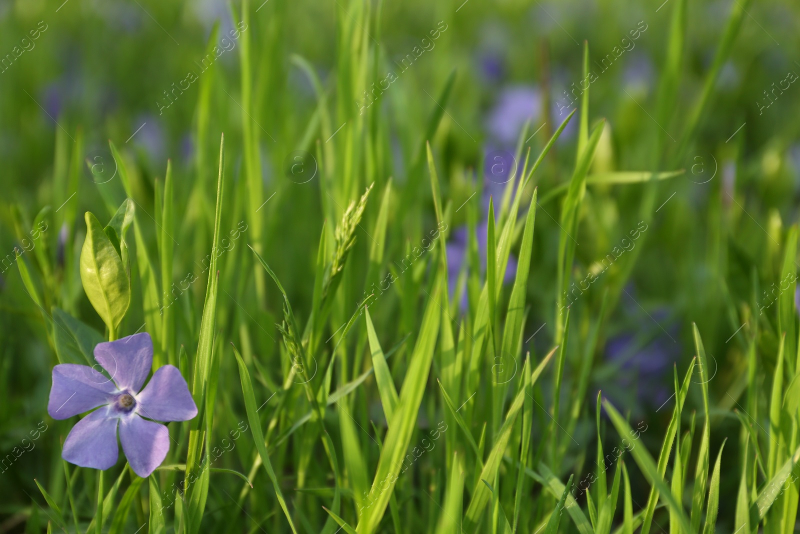 Photo of Beautiful periwinkle flowers growing in garden, closeup