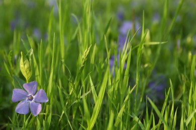 Beautiful periwinkle flowers growing in garden, closeup