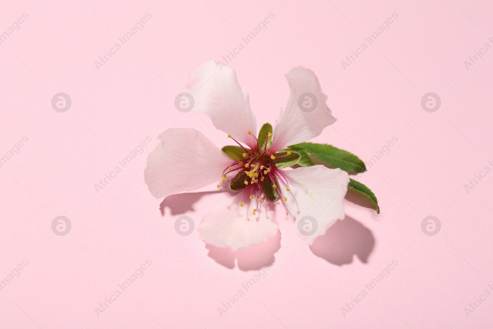 Photo of One beautiful spring blossom with leaves on pink background