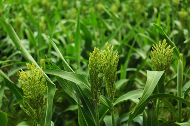 Photo of Green corn plants growing on field. Organic farming