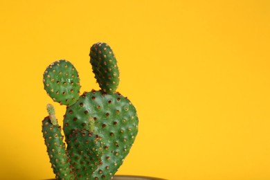 Photo of Beautiful green exotic cactus on yellow background. Space for text