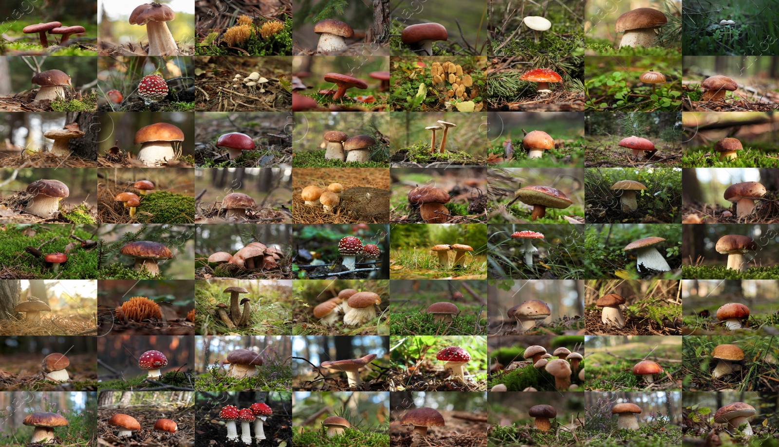 Image of Collage with photos of different wild mushrooms in forest