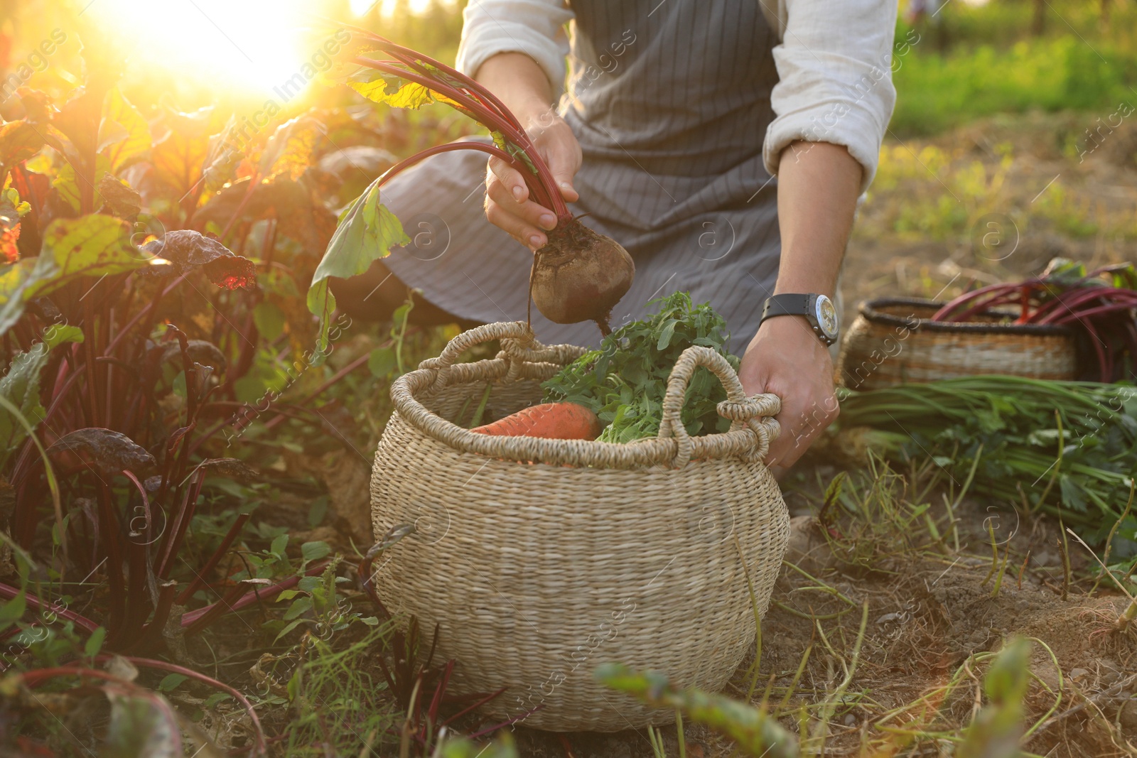 Photo of Man harvesting different fresh ripe vegetables on farm, closeup