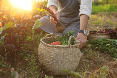 Man harvesting different fresh ripe vegetables on farm, closeup