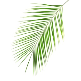 Fresh tropical date palm leaf on white background