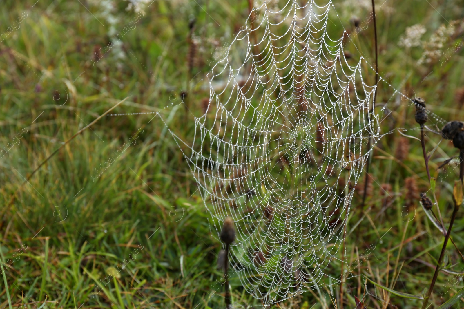 Photo of Beautiful spiderweb with dew outdoors in morning