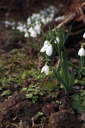 Photo of Beautiful white blooming snowdrops growing outdoors, space for text