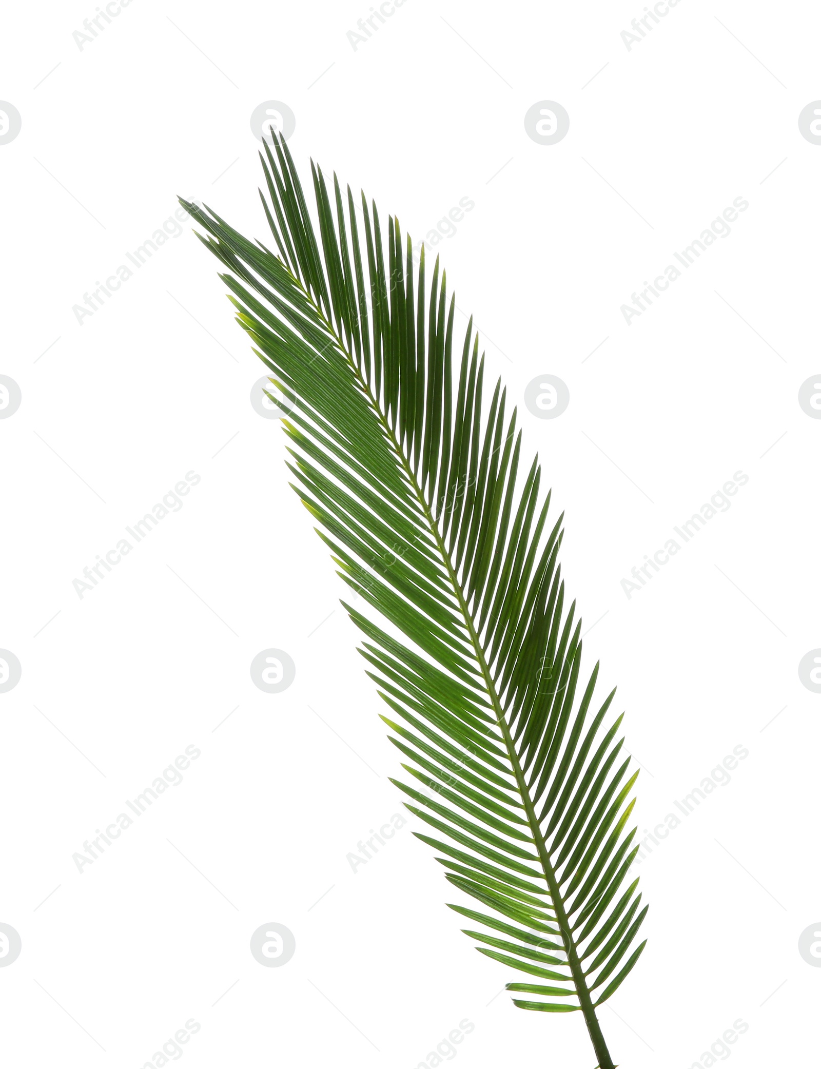 Photo of Beautiful tropical Sago palm leaf on white background