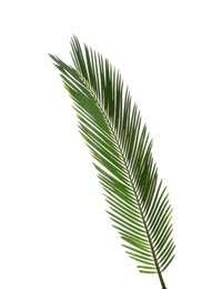 Beautiful tropical Sago palm leaf on white background