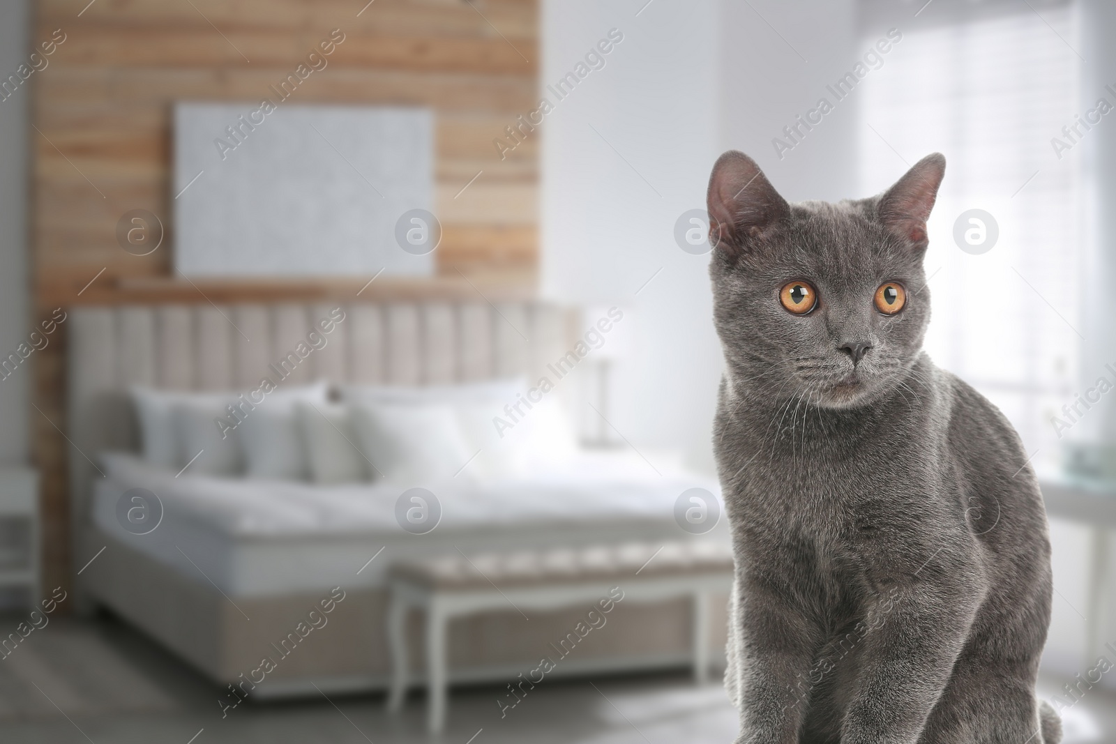 Image of Lovely grey cat in bedroom, space for text. Pet friendly hotel