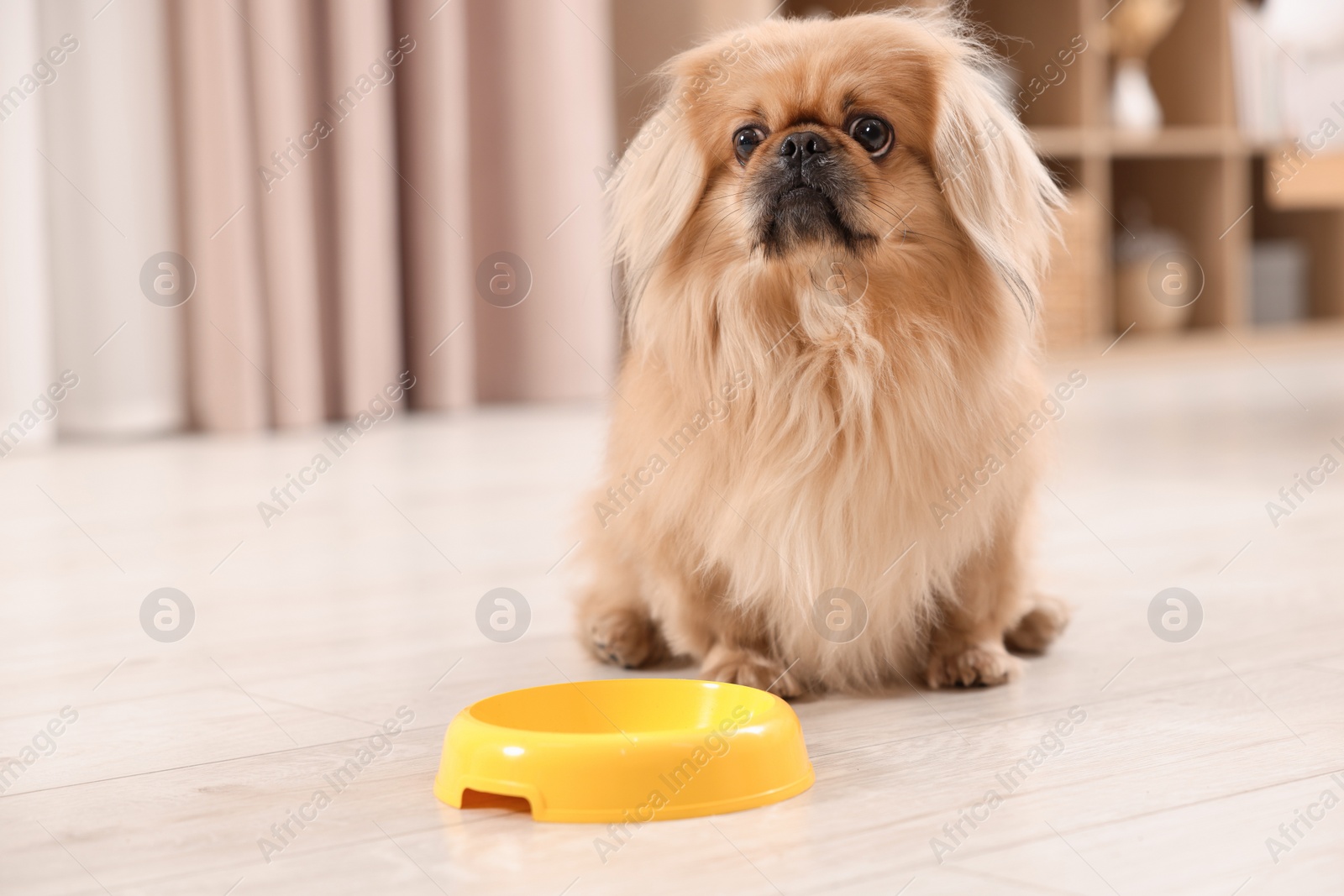 Photo of Cute Pekingese dog near pet bowl in room