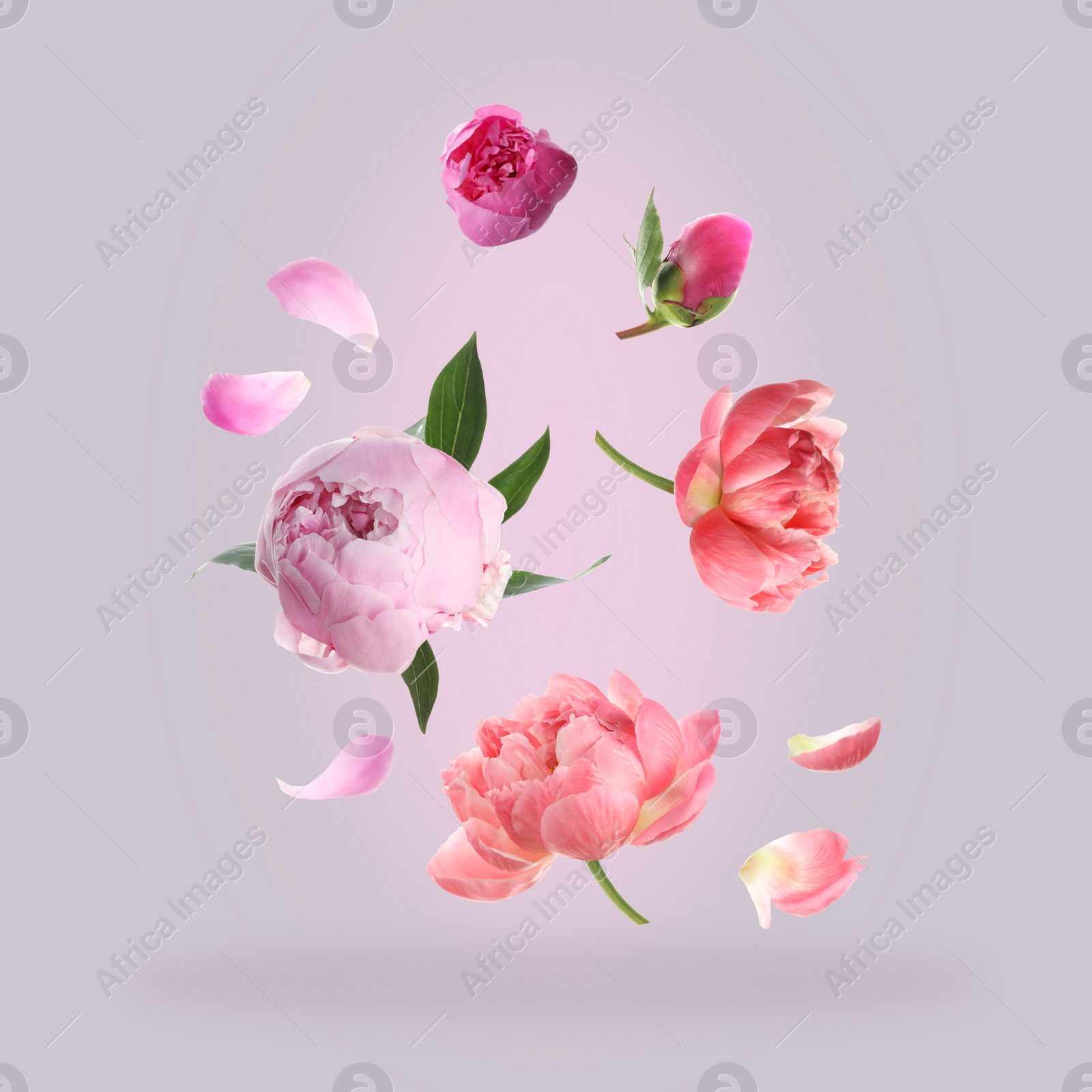 Image of Beautiful peony flowers flying on light background