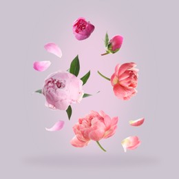 Image of Beautiful peony flowers flying on light background