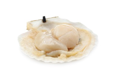 Fresh raw scallop in shell isolated on white