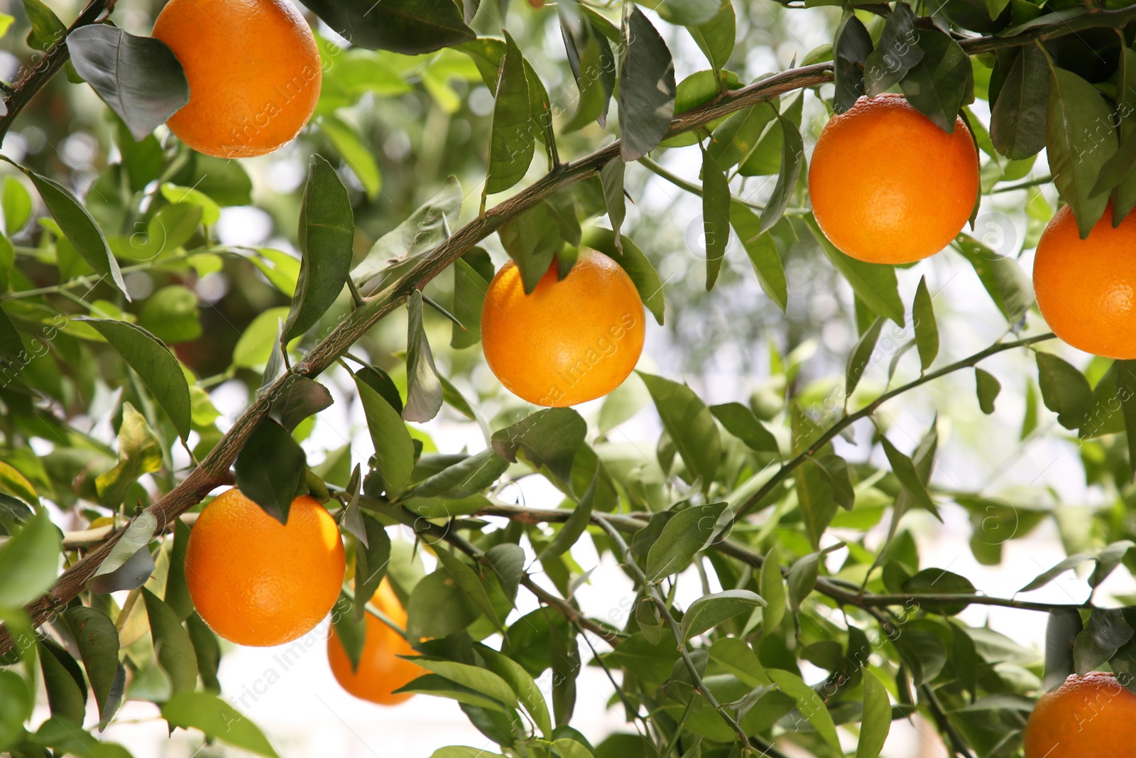 Photo of Fresh ripe oranges growing on tree outdoors