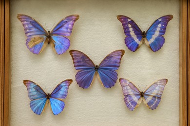 Photo of Display case with collection of beautiful exotic morpho butterflies