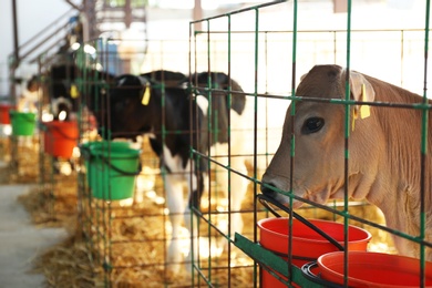 Photo of Pretty little calf in cage on farm, closeup. Animal husbandry
