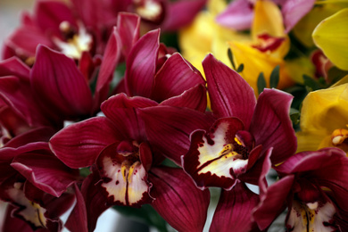 Photo of Beautiful red orchids as background, closeup. Floral decor