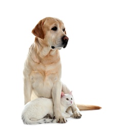 Photo of Adorable dog and cat together on white background. Friends forever