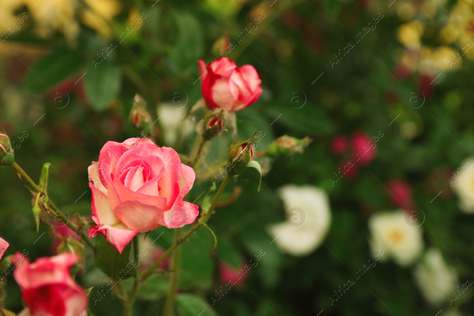 Photo of Beautiful blooming roses in garden on summer day, space for text