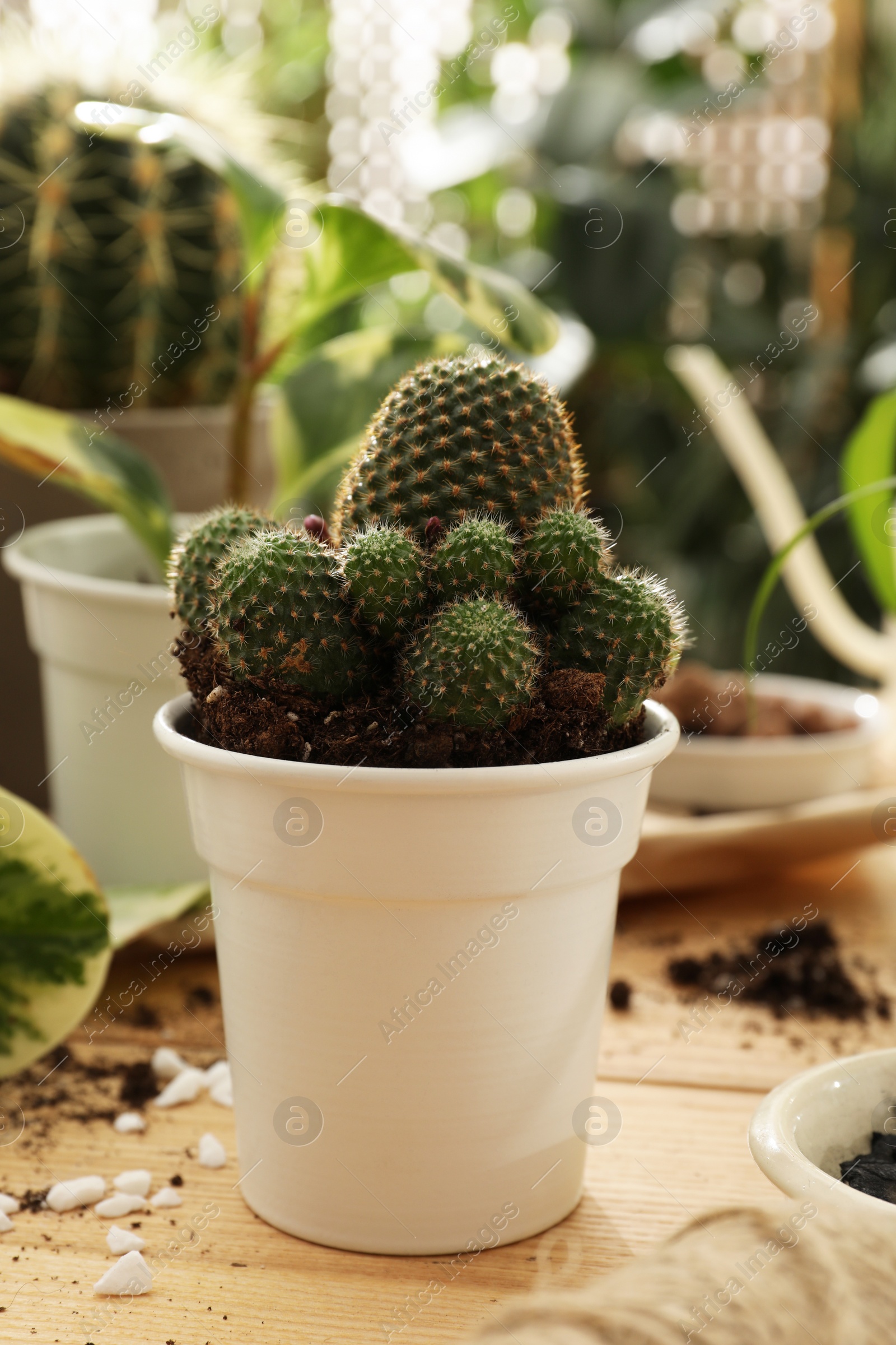 Photo of Beautiful houseplant in pot on wooden table