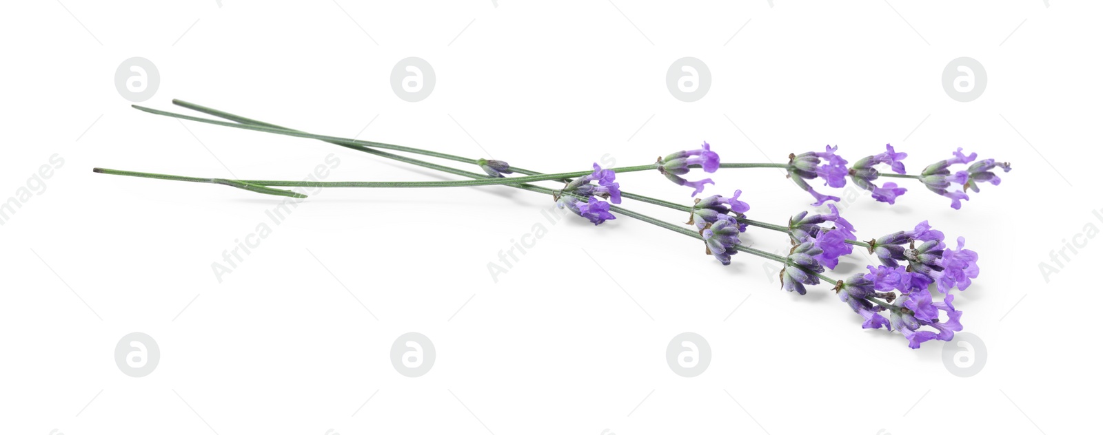 Photo of Beautiful aromatic lavender flowers isolated on white